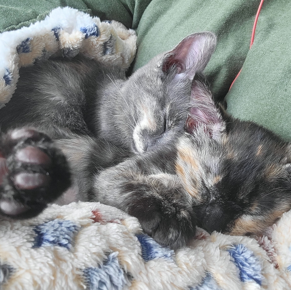 Meet your Posher, Emelia